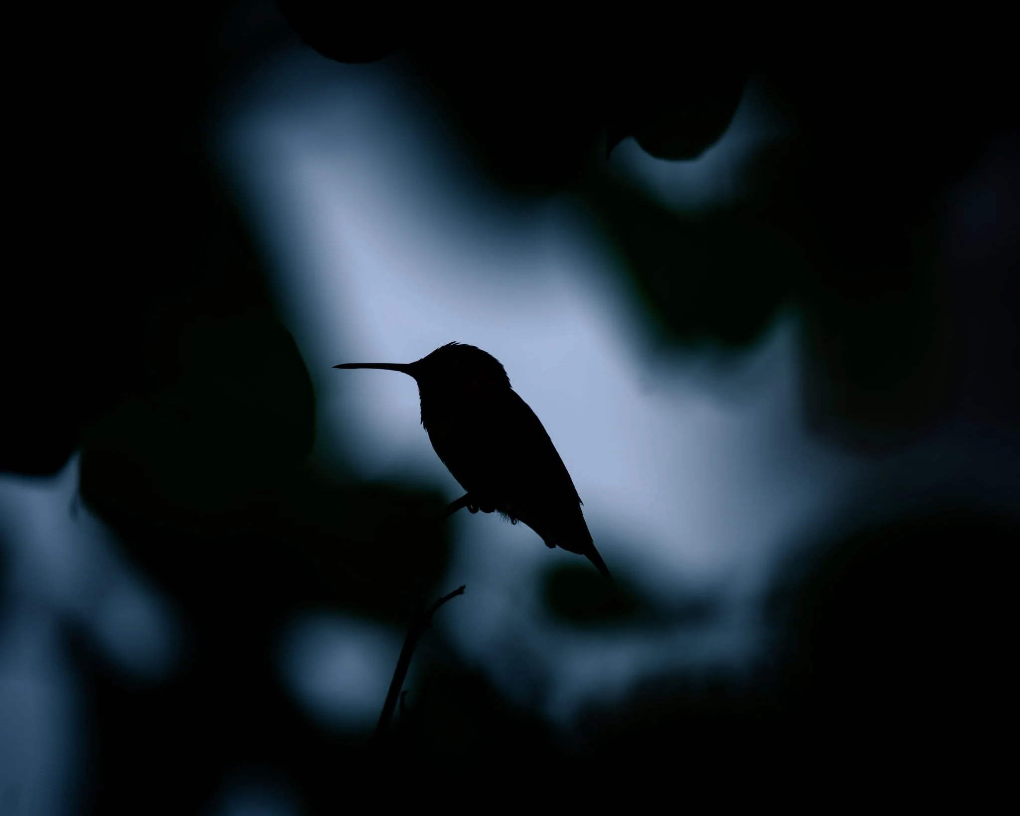 hummingbird-silhouette.jpg