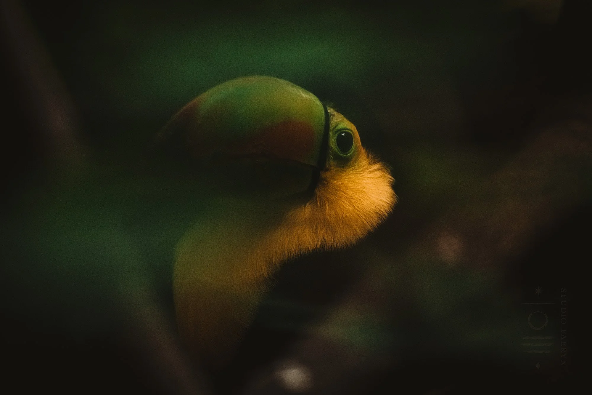 rf_toucan.jpg