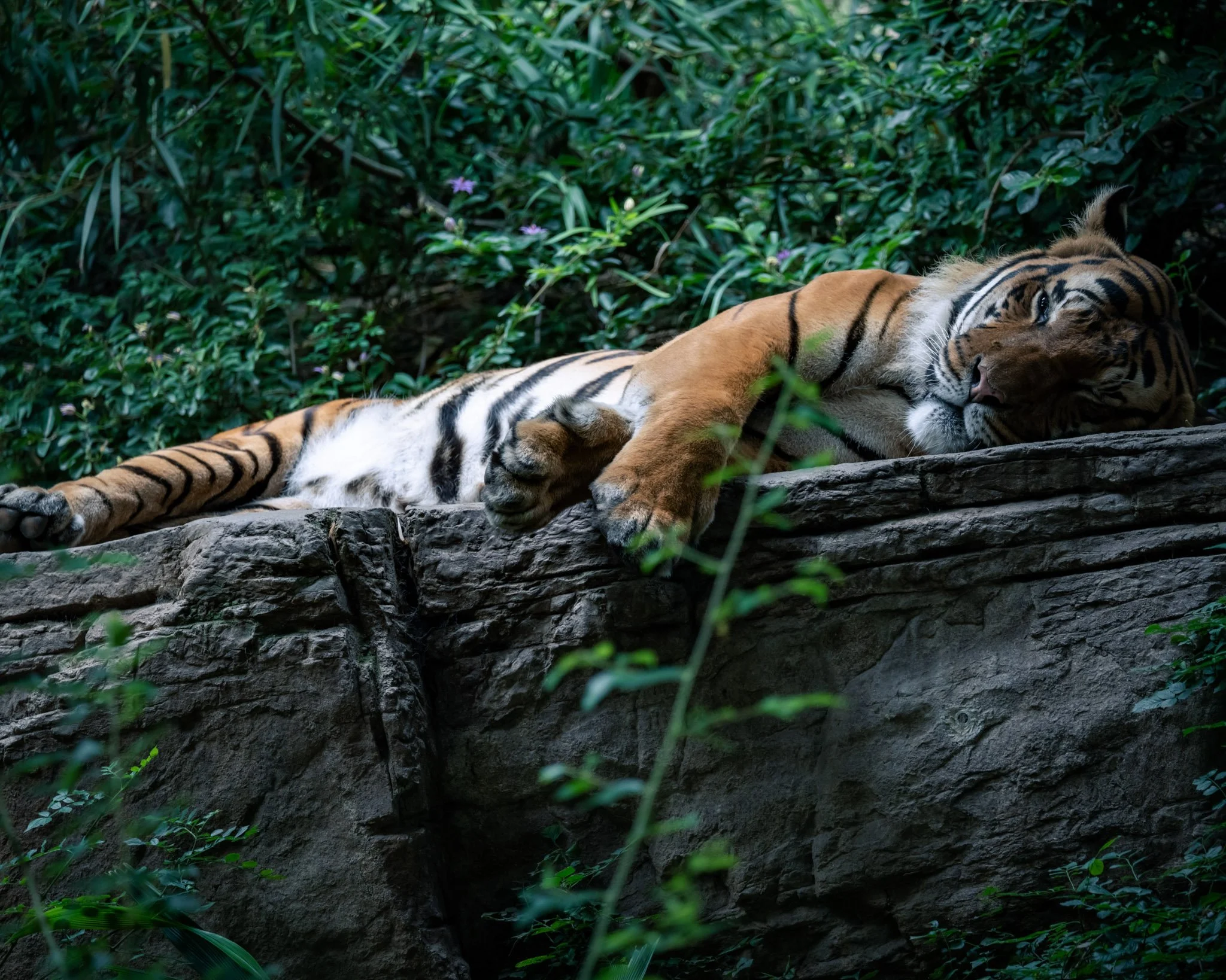 resting-tiger.jpg
