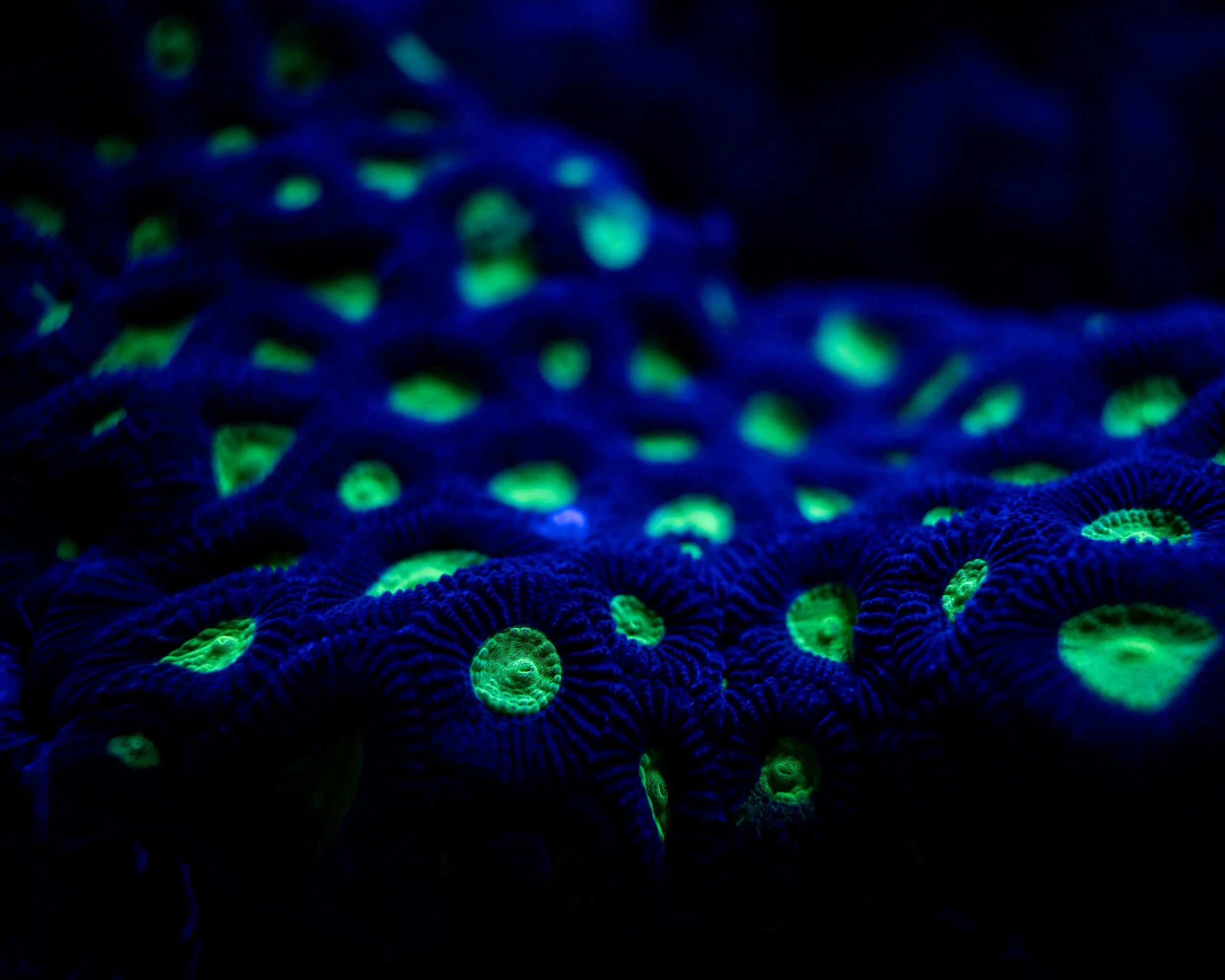 moon-coral-fluorescent-macro.jpg