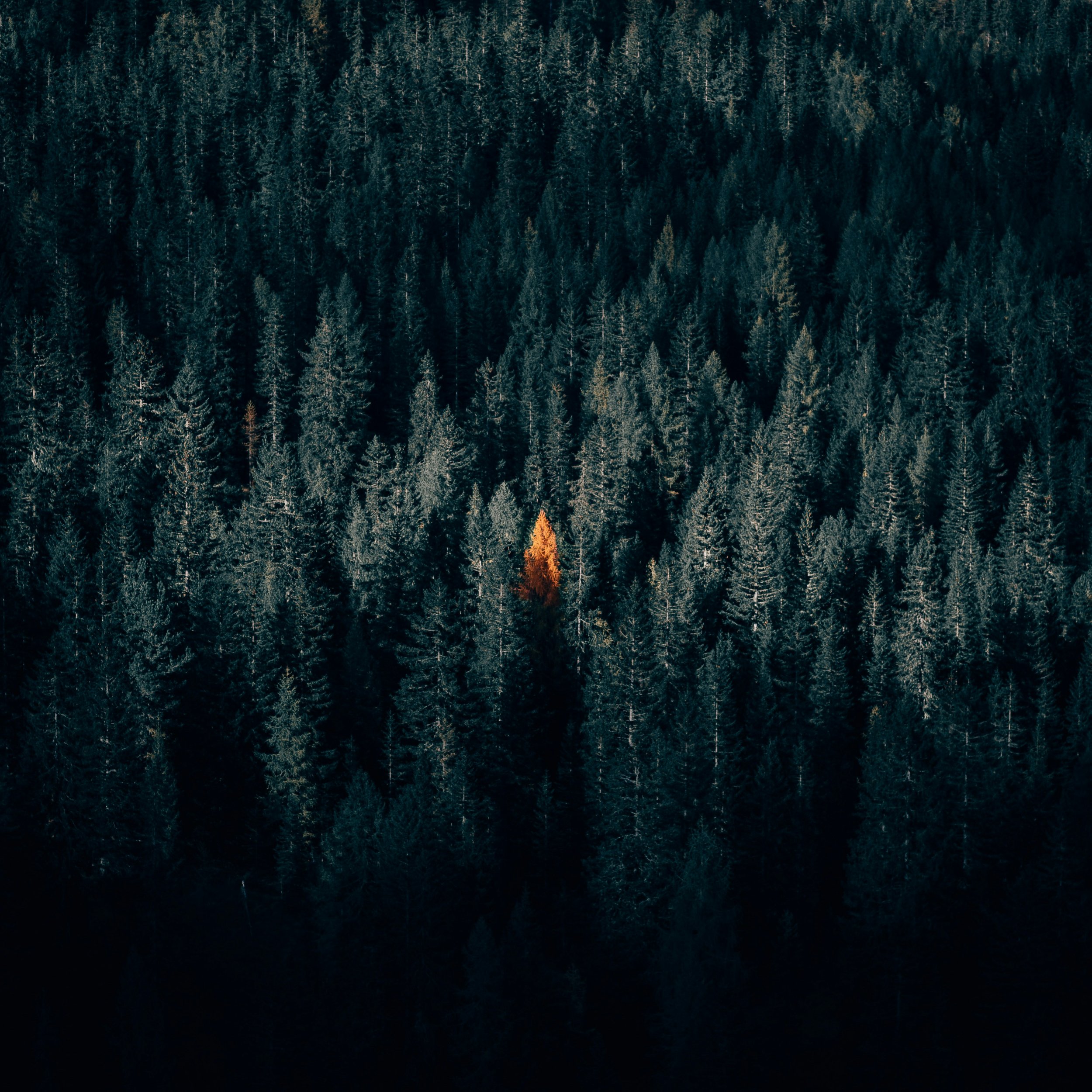Healing through nature