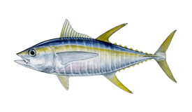 A nice Yellow Fin Tuna