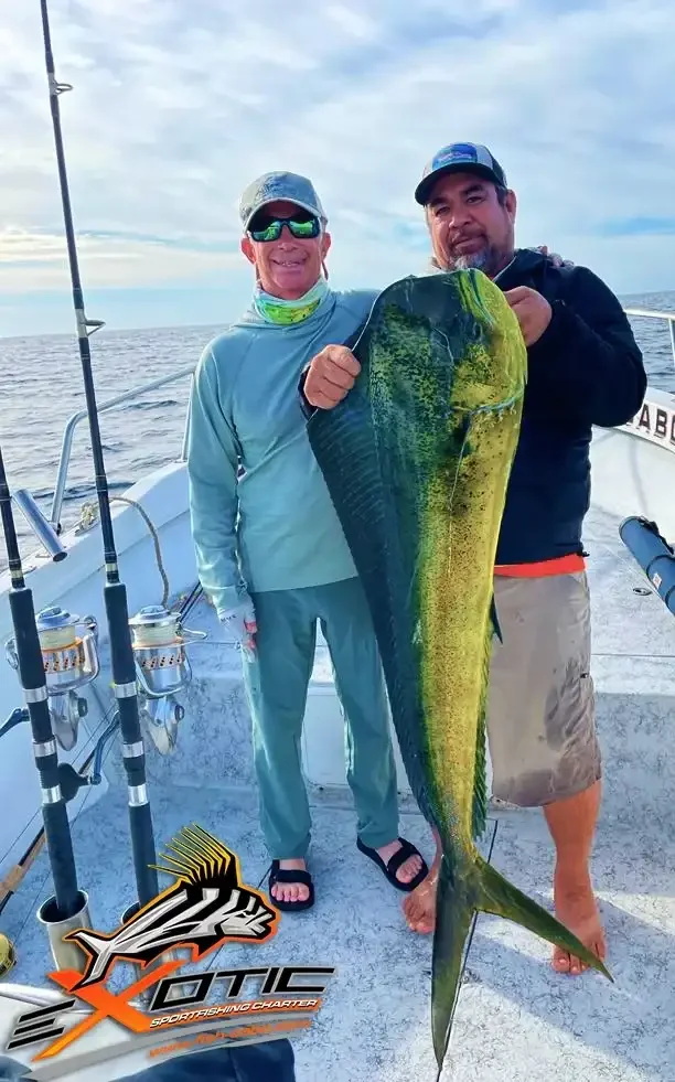 Abundance of colossal Mahi-mahi