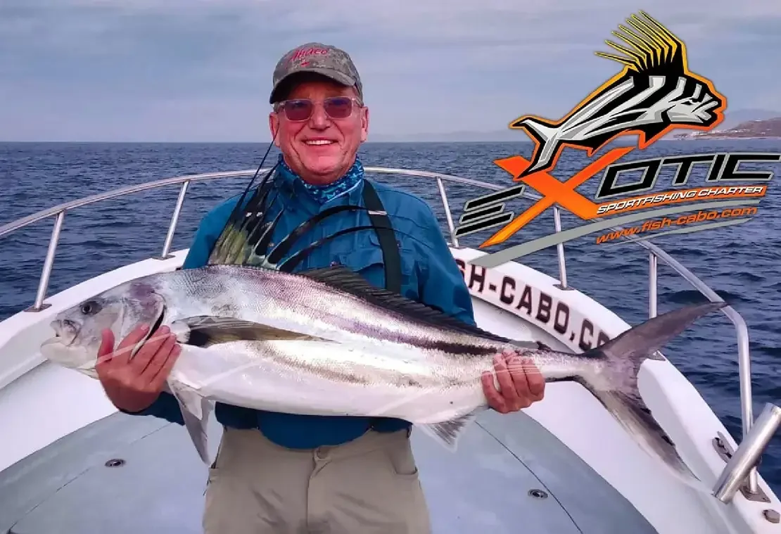 Roosterfish are finally here !!!