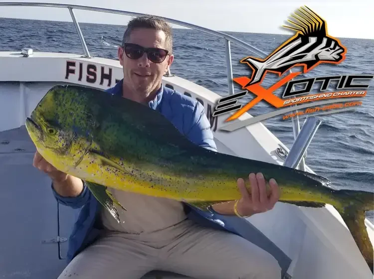 Dorado still running