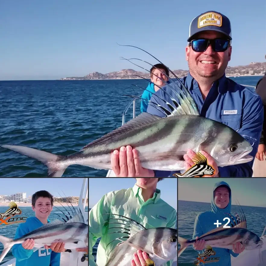 Numerous Roosterfish today...