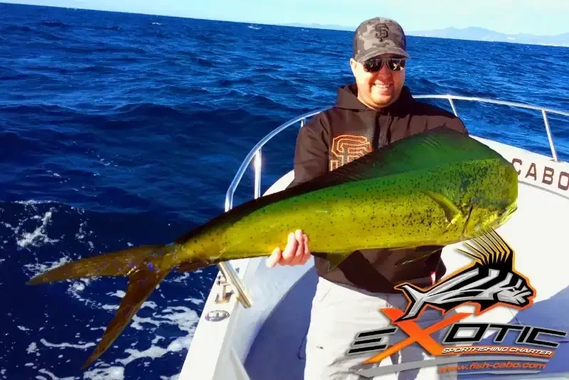 Mahi Mahi