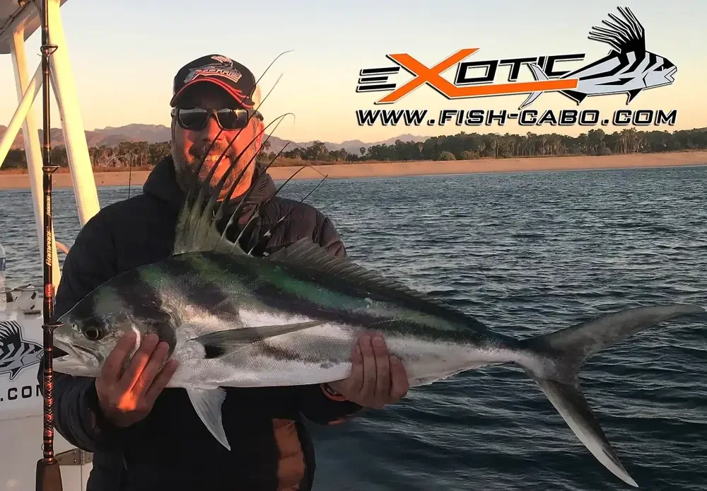 Early morning's Roosters !