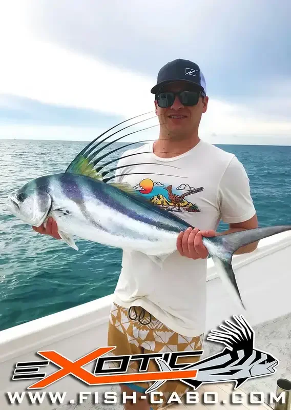 Roosterfish: Permanent resident in cabo !