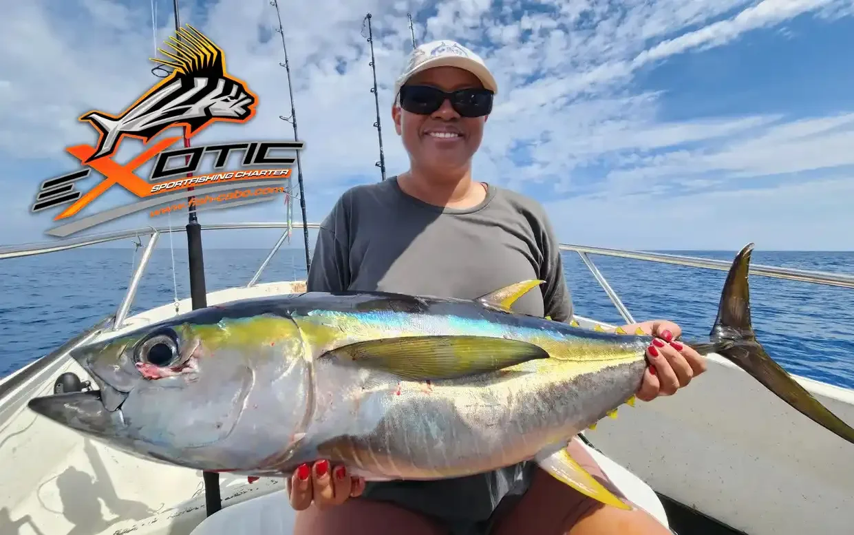 Yellowfin Tuna Action in San Jose del Cabo – Feb 2026 Update