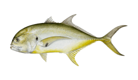 A yellow and silver fish with a streamlined body and a forked tail. fishing san jose del cabo