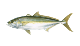 A yellowtail fish with a yellow stripe along its side, swimming against a black background. San jose del cabo fishing