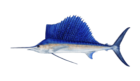 A blue and silver fish with a prominent dorsal fin and elongated body. San jose del cabo fishing