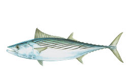 A nice Bonito fish