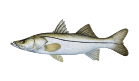 A detailed illustration of a fish with a streamlined body, fins, and a pointed snout. San jose del cabo fishing