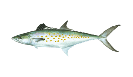 A spotted fish with a streamlined body and a forked tail, set against a black background. San jose del cabo fishing