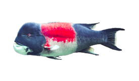 Artificial fish with a black, red, and white color pattern. fishing san jose del cabo