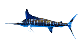 a nice Striped marlin