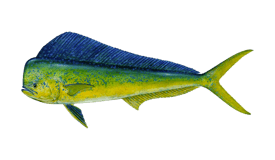 a nice dolphin fish/Mahi-Mahi