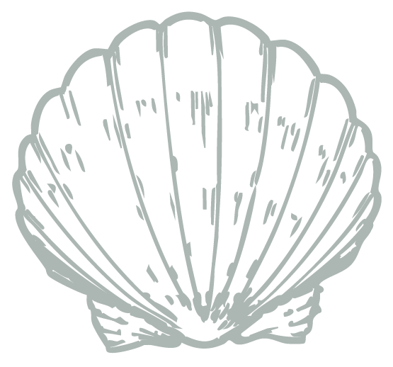 Line drawing of a seashell with ridges and a rounded top.