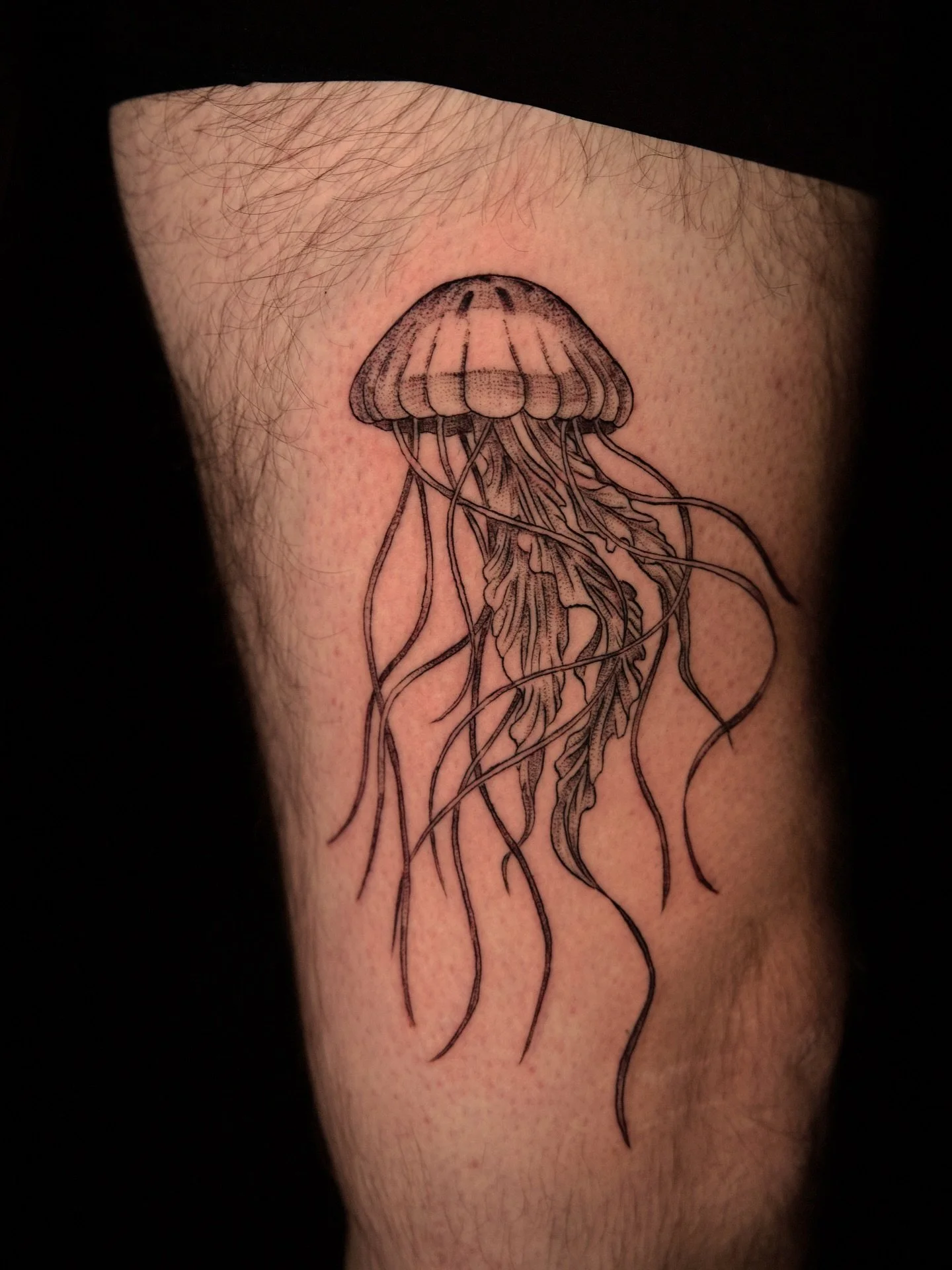 A Sea Nettle Jellyfish for Dan the other day! Thank you for coming!! @_dan.wiss3_ 🪼