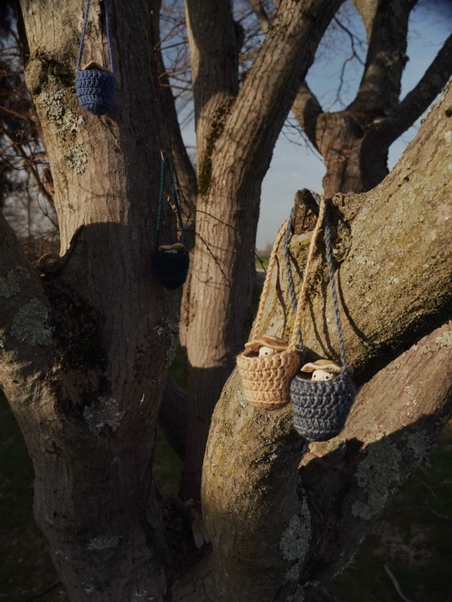 The potted turkey tails fit so nicely in the cutest crochet baskets made by @savvy_crochets 🤗🙂&zwj;↕️