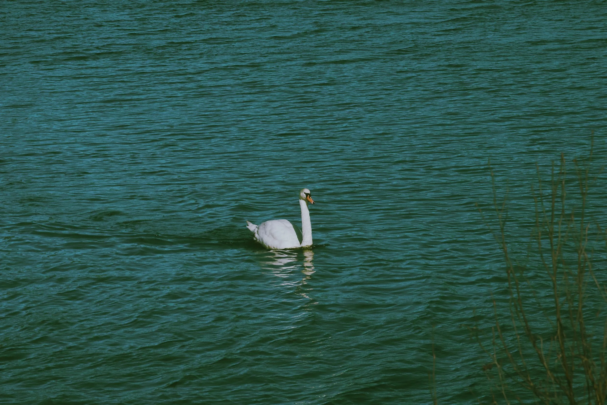 Dreamy 🦢 in CT