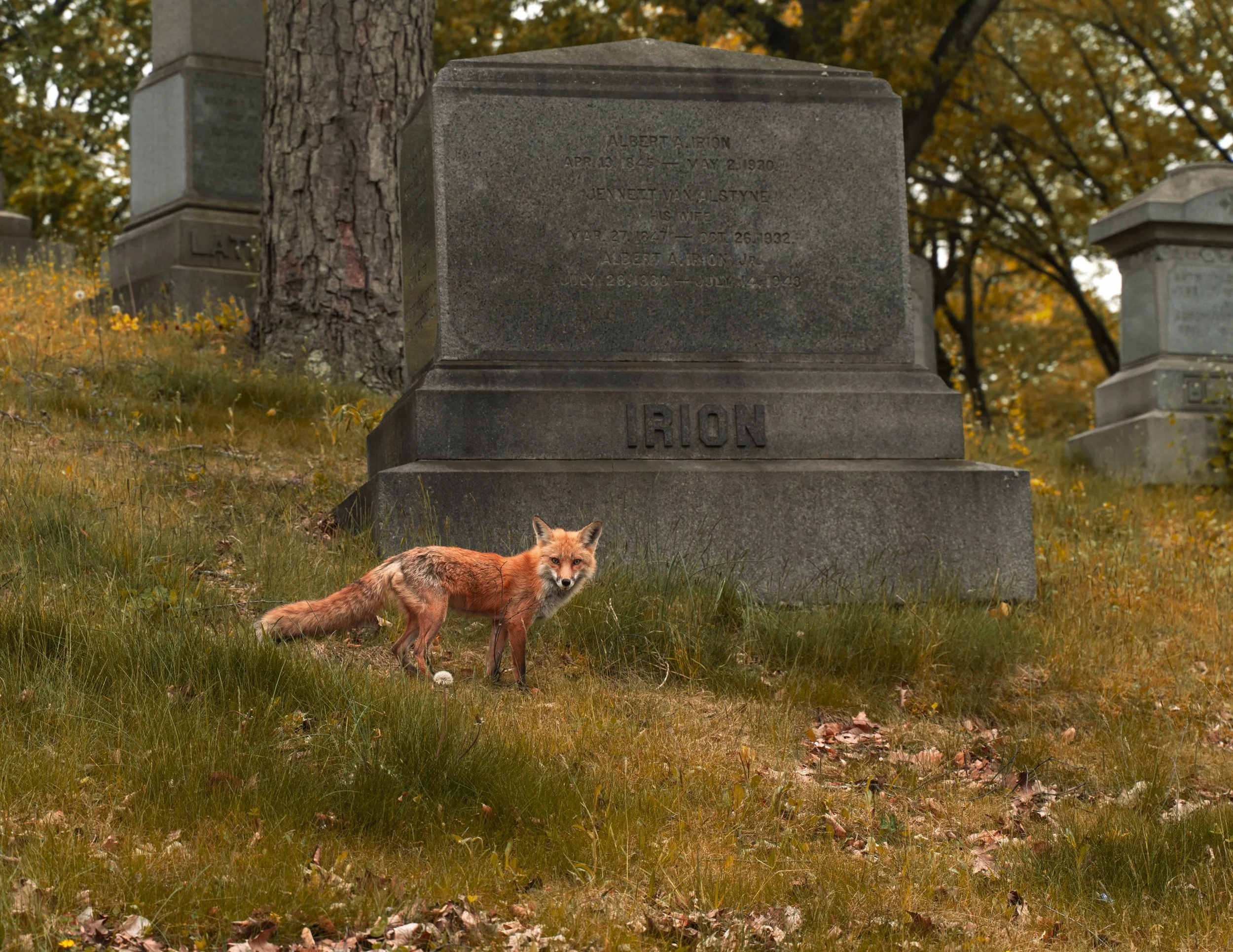 this fox stood still and looked right at me like this for like a solid 3 mins 🦊 I guess I&rsquo;m claiming this spirit animal 🙂&zwj;↕️🖤