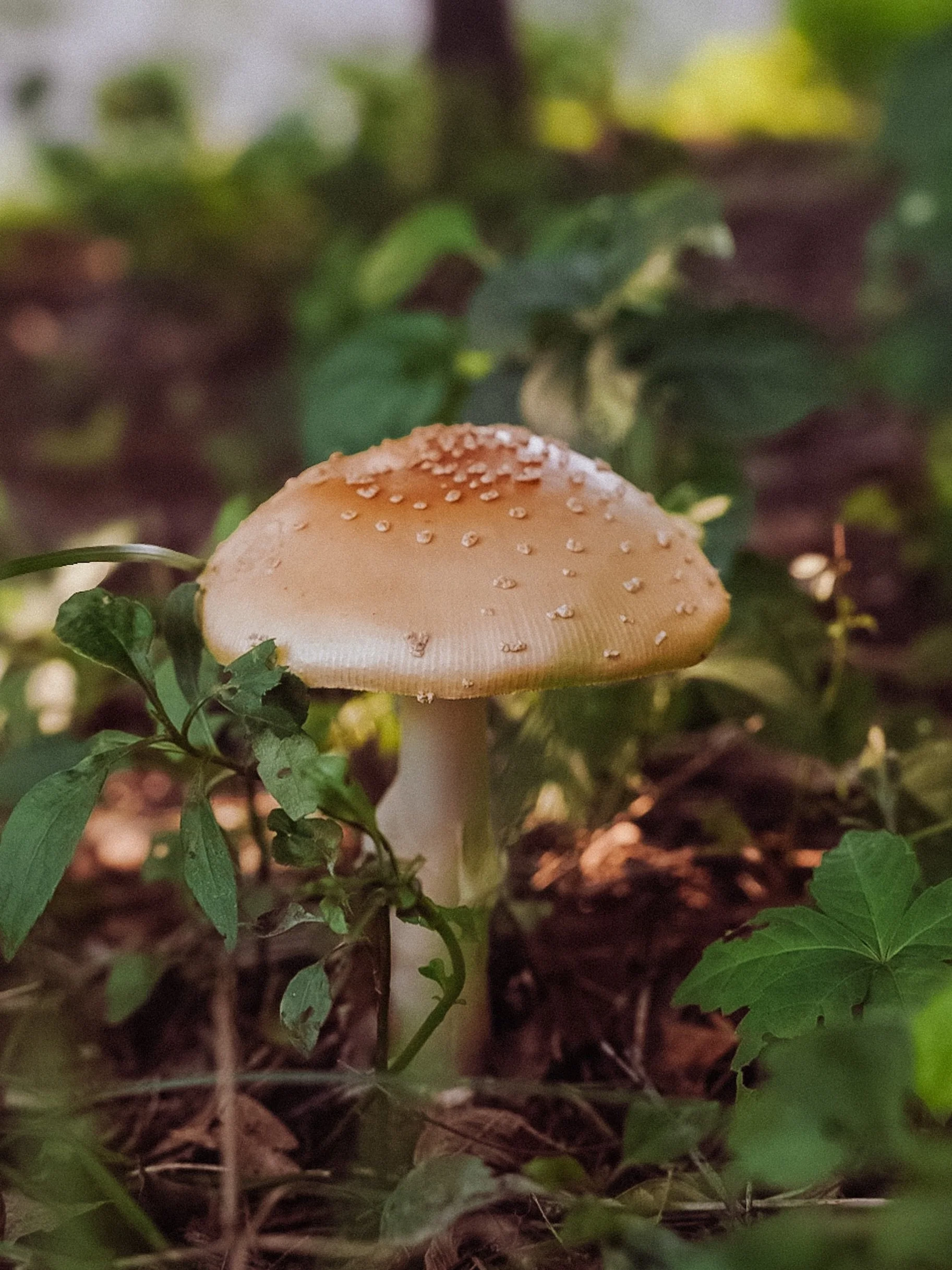 Burger bun looking ass mushroom 🍄&zwj;🟫 🍔