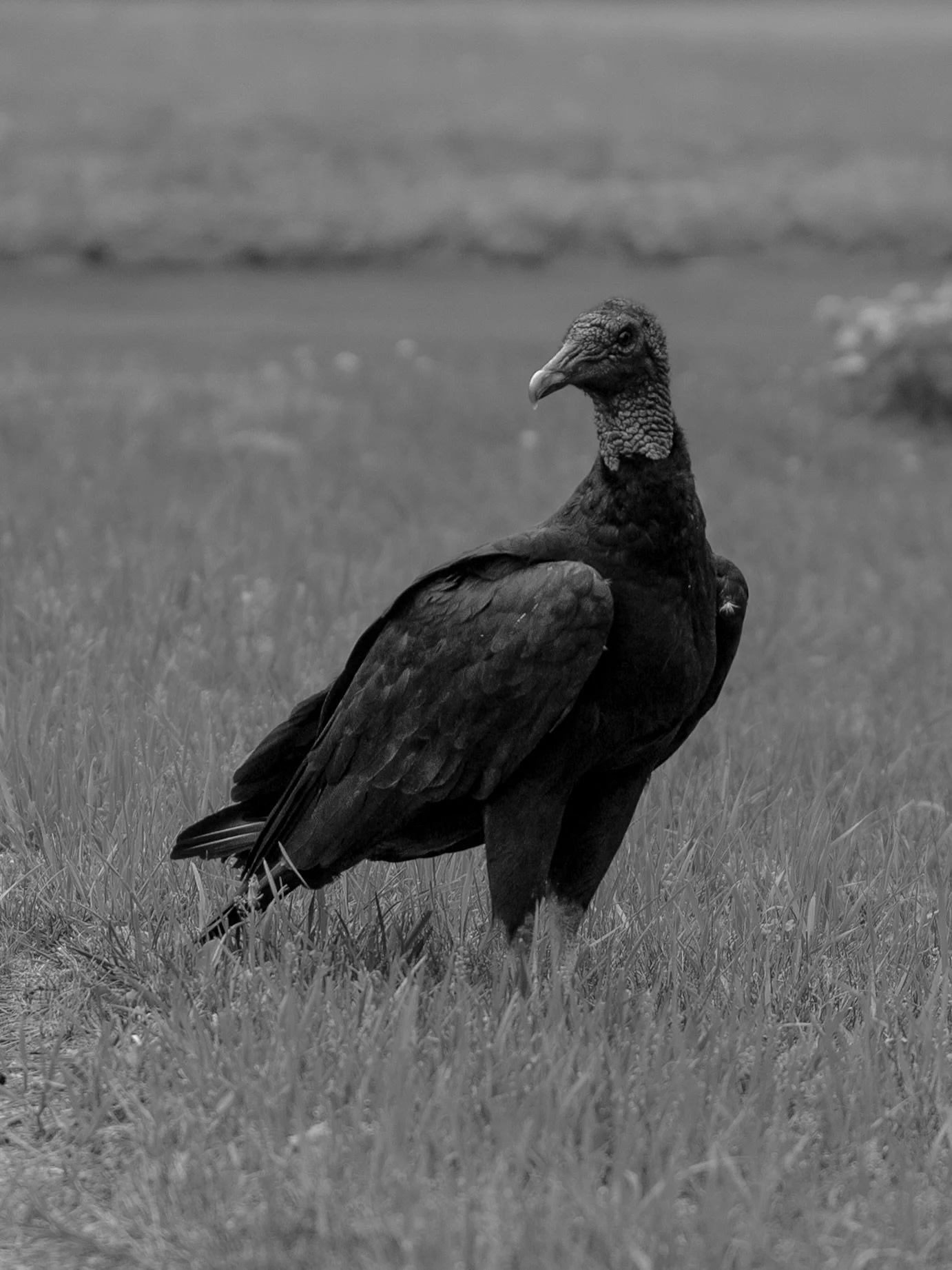 BIG vulture fan over here 🙋&zwj;♀️ 

I was driving home and saw it eating a squished rabbit in the middle of the road, so of course I pulled over to get some pictures 📸⭐️ @sonyalpha 

I&rsquo;m a huge fan of black and white photos, but sometimes I 