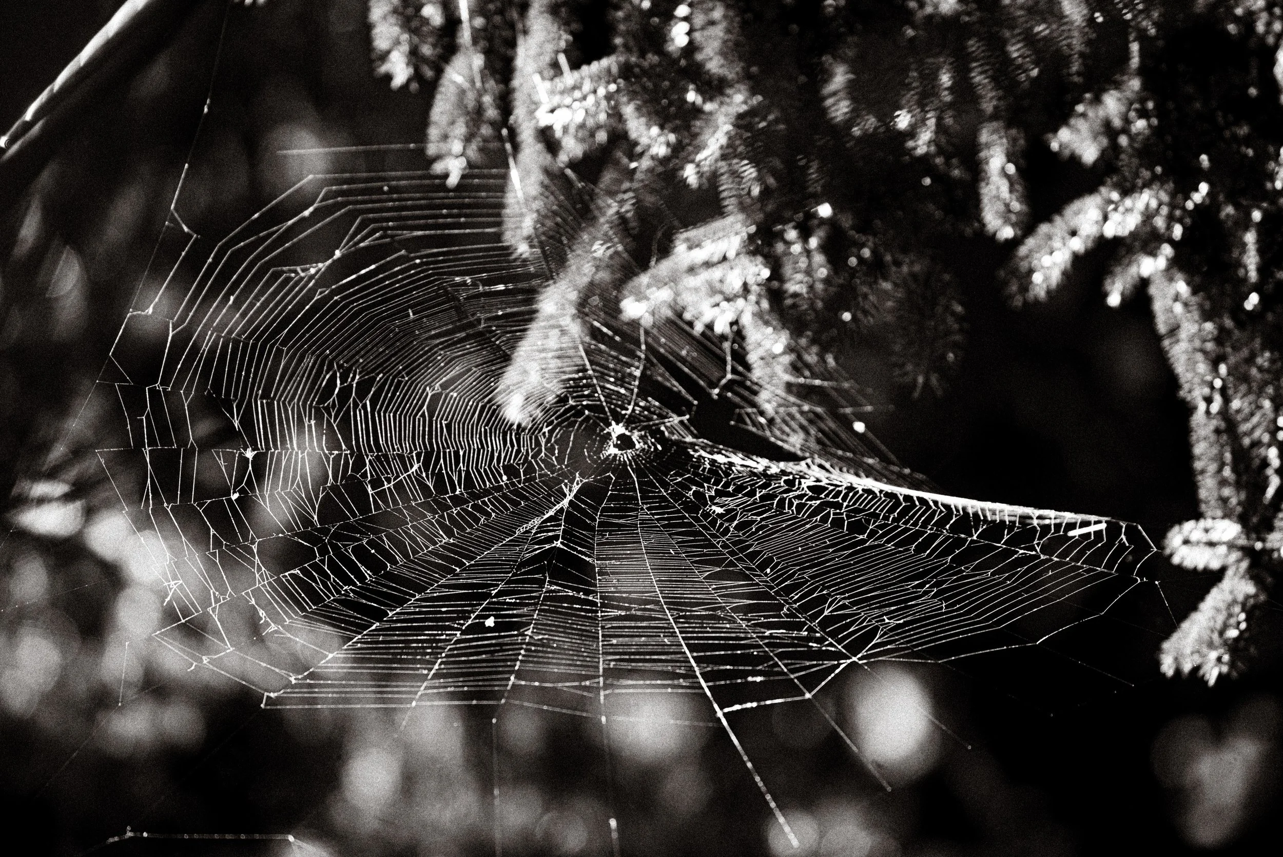 🕸️