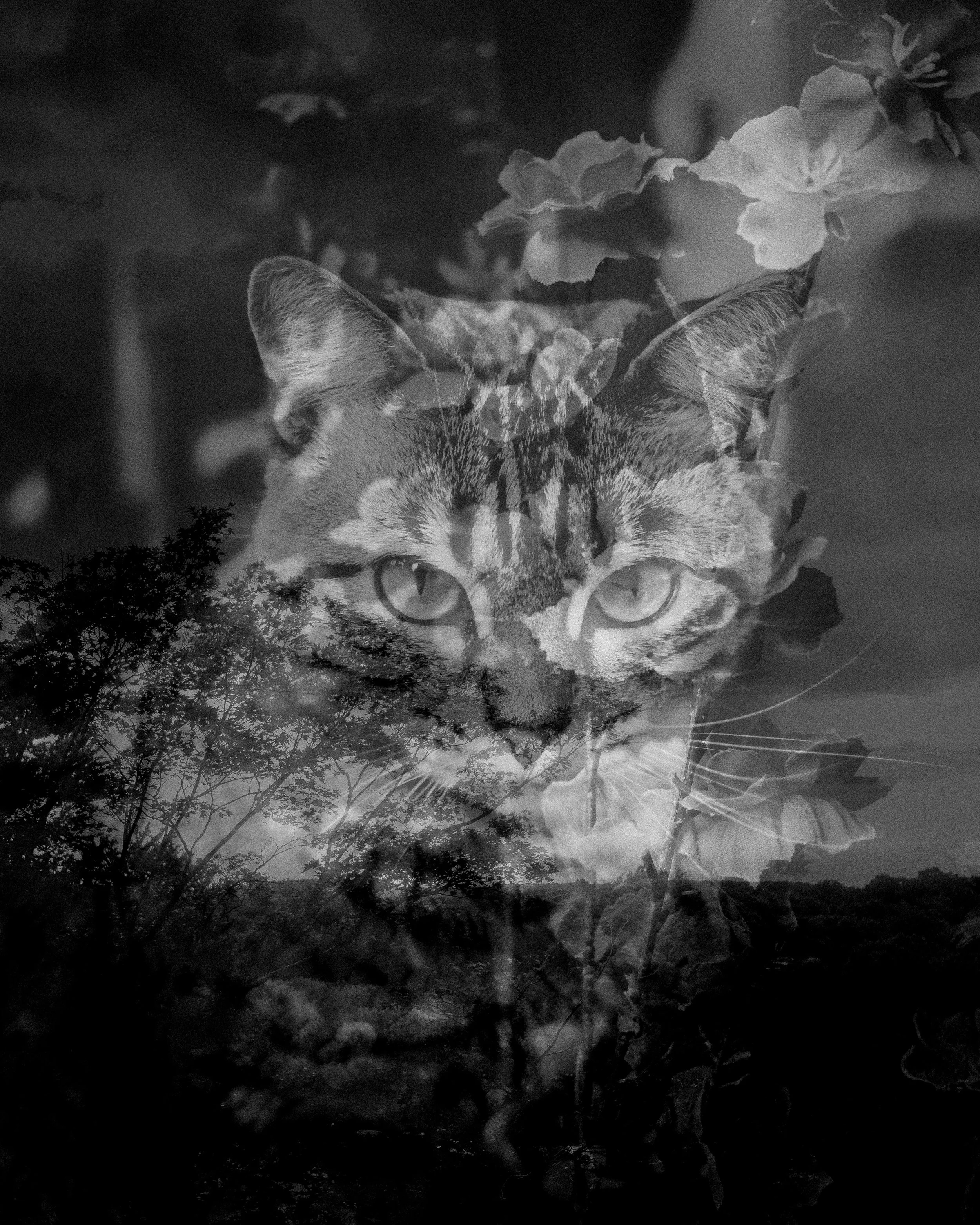 Double exposure with Sage 🐱🤍 #fujifilmxt30ⅱ