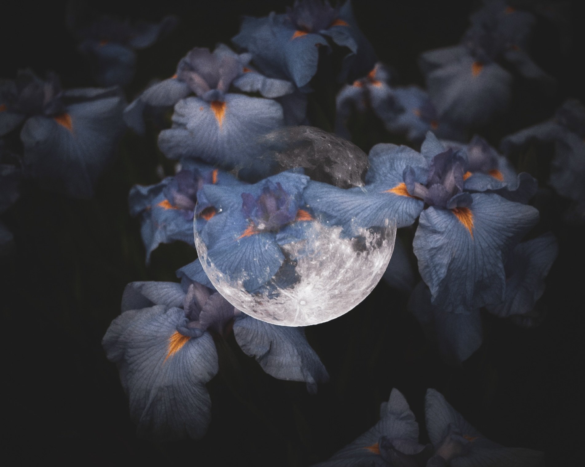 Full moon in Irises