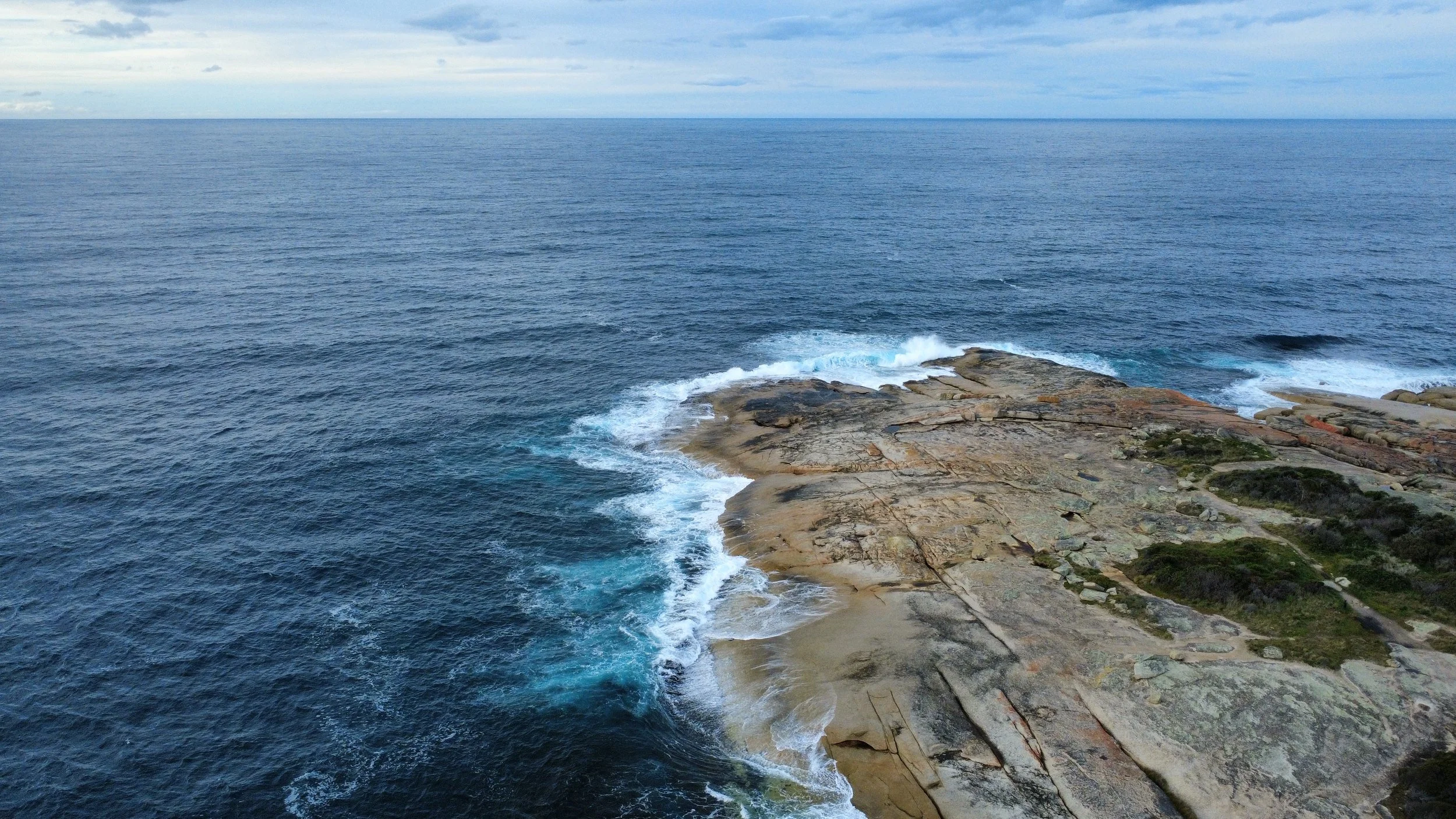 What the Sea Brings In: Bird Flu and Bicheno's Penguins