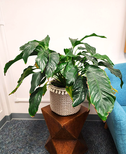 Like Water to a Lily