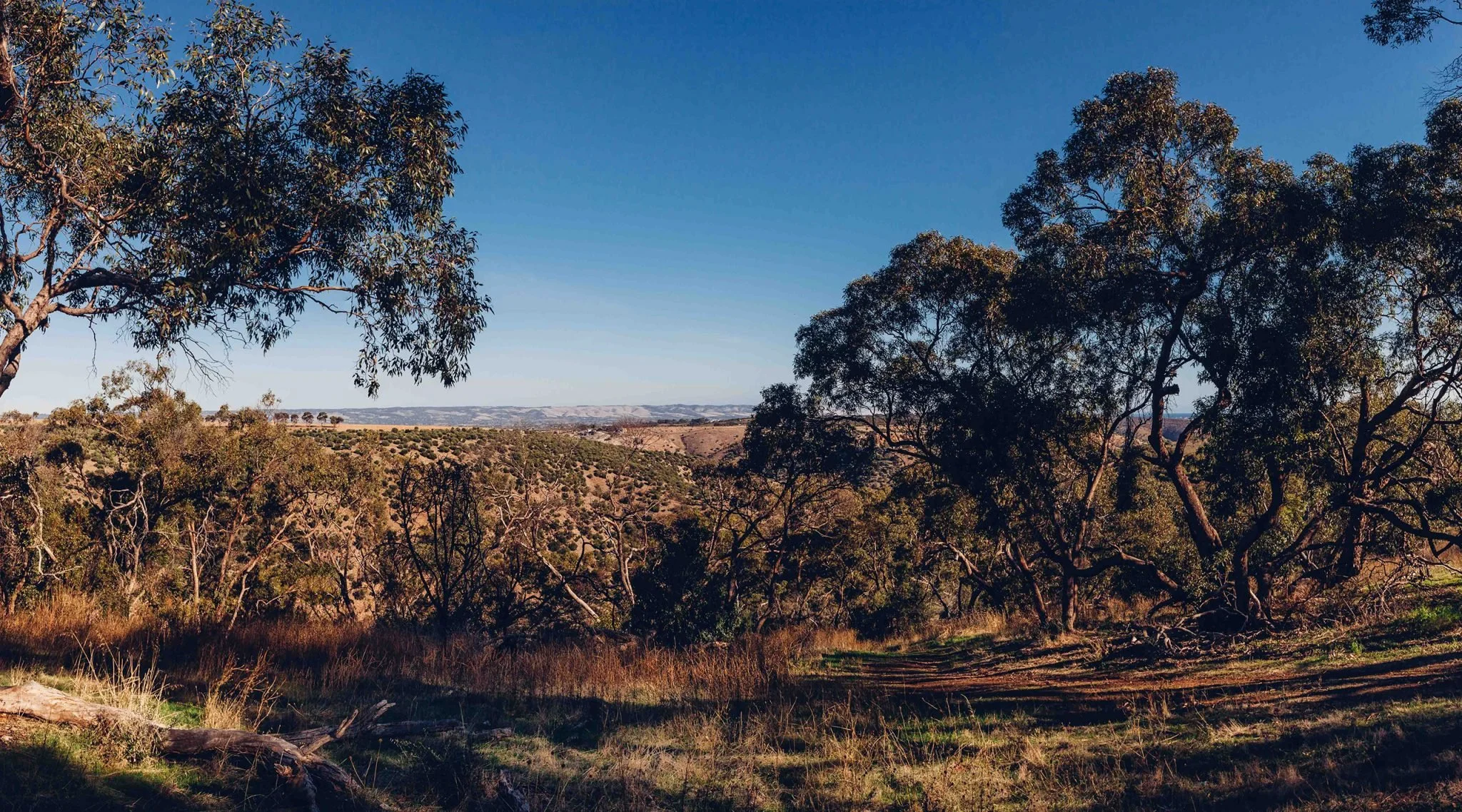 A landscape with trees in the foreground, rolling hills in the distance, and a clear blue sky.