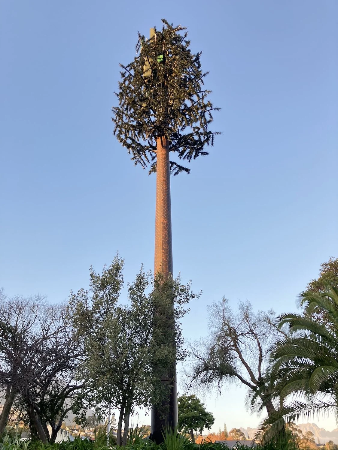 Tall palm tree with a unique top, surrounding smaller trees and bushes, under a clear blue sky.