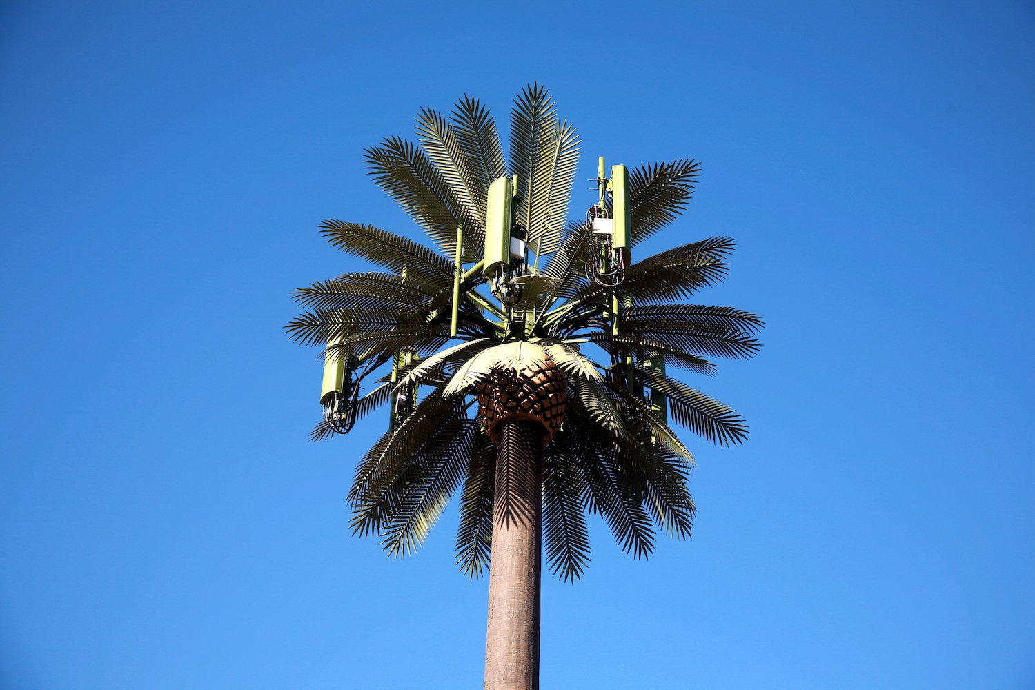 A tall palm tree with electronic communication equipment attached to the top against a clear blue sky.