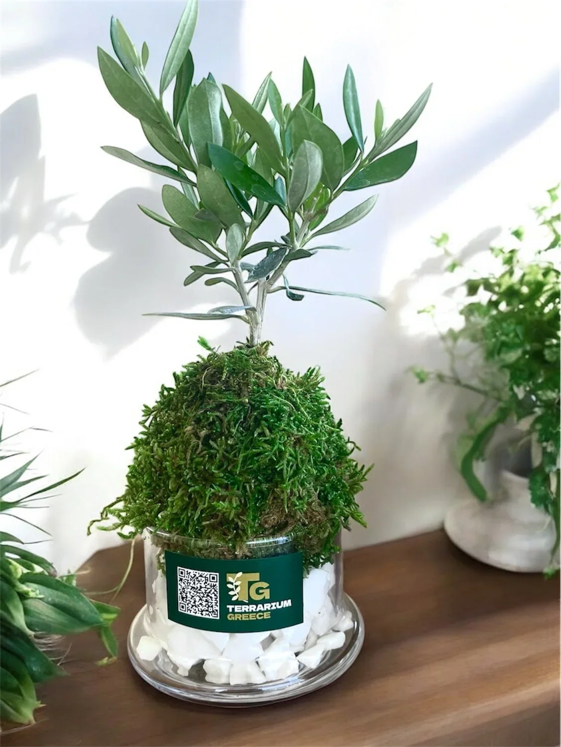 Olive Oasis