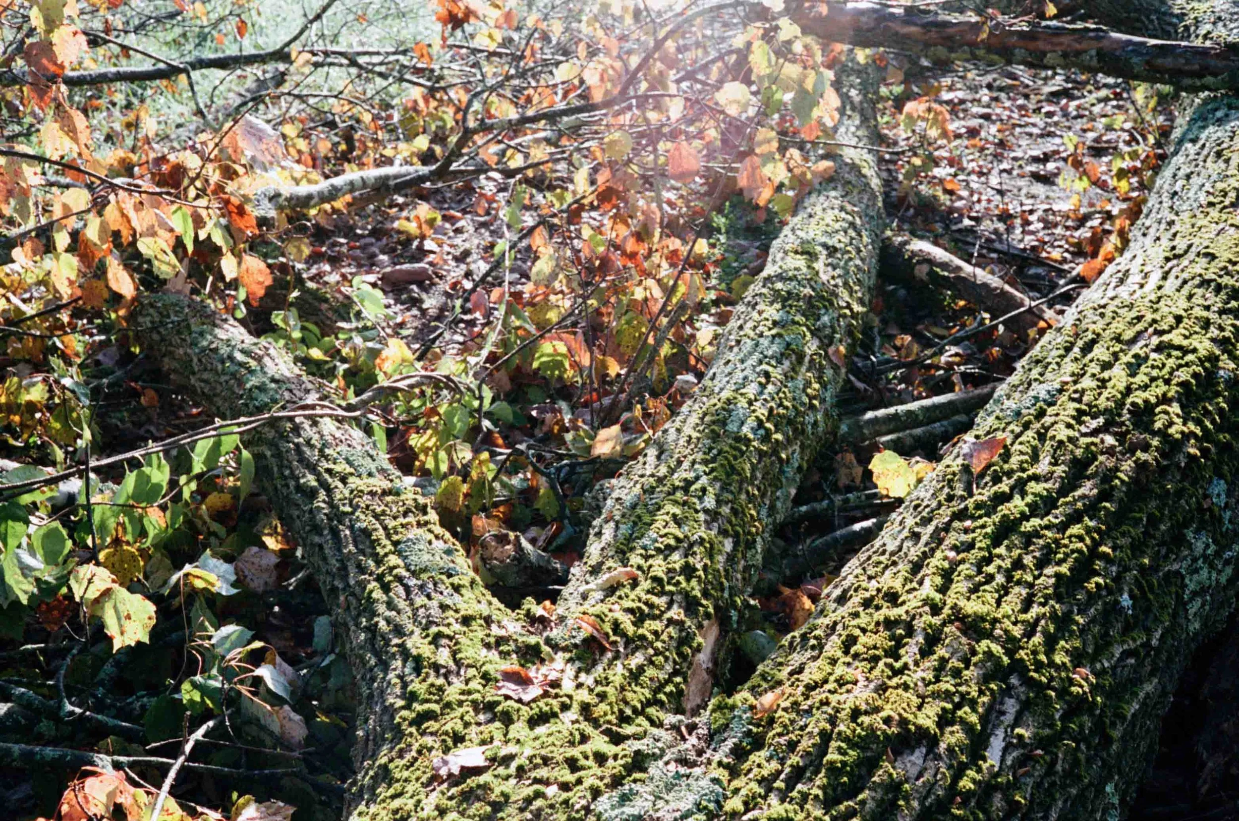 20251017_minoltaCLE_portra400_treeremoval_014.jpg