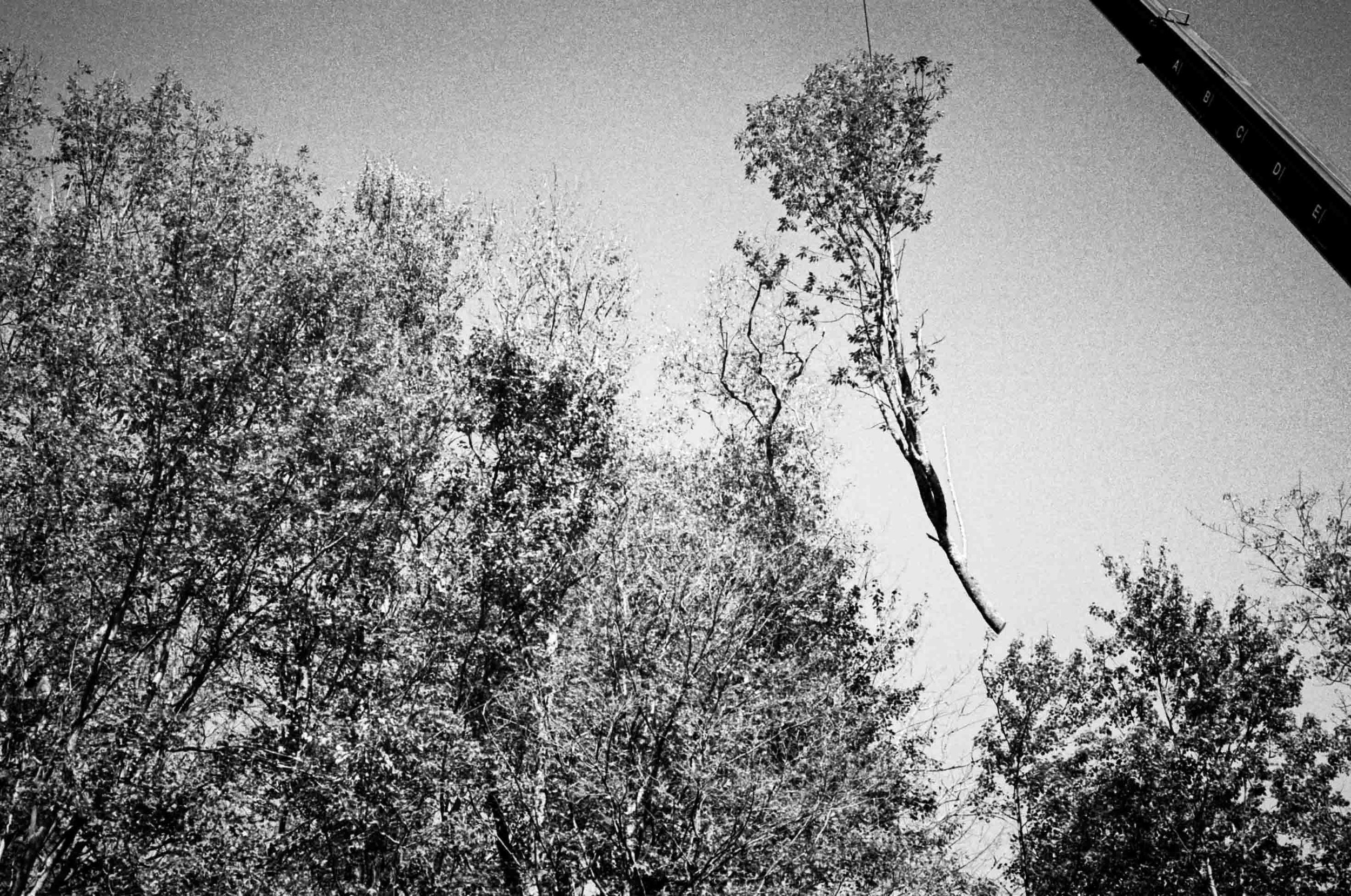 20251017_minoltaCLE_portra400_treeremoval_029.jpg