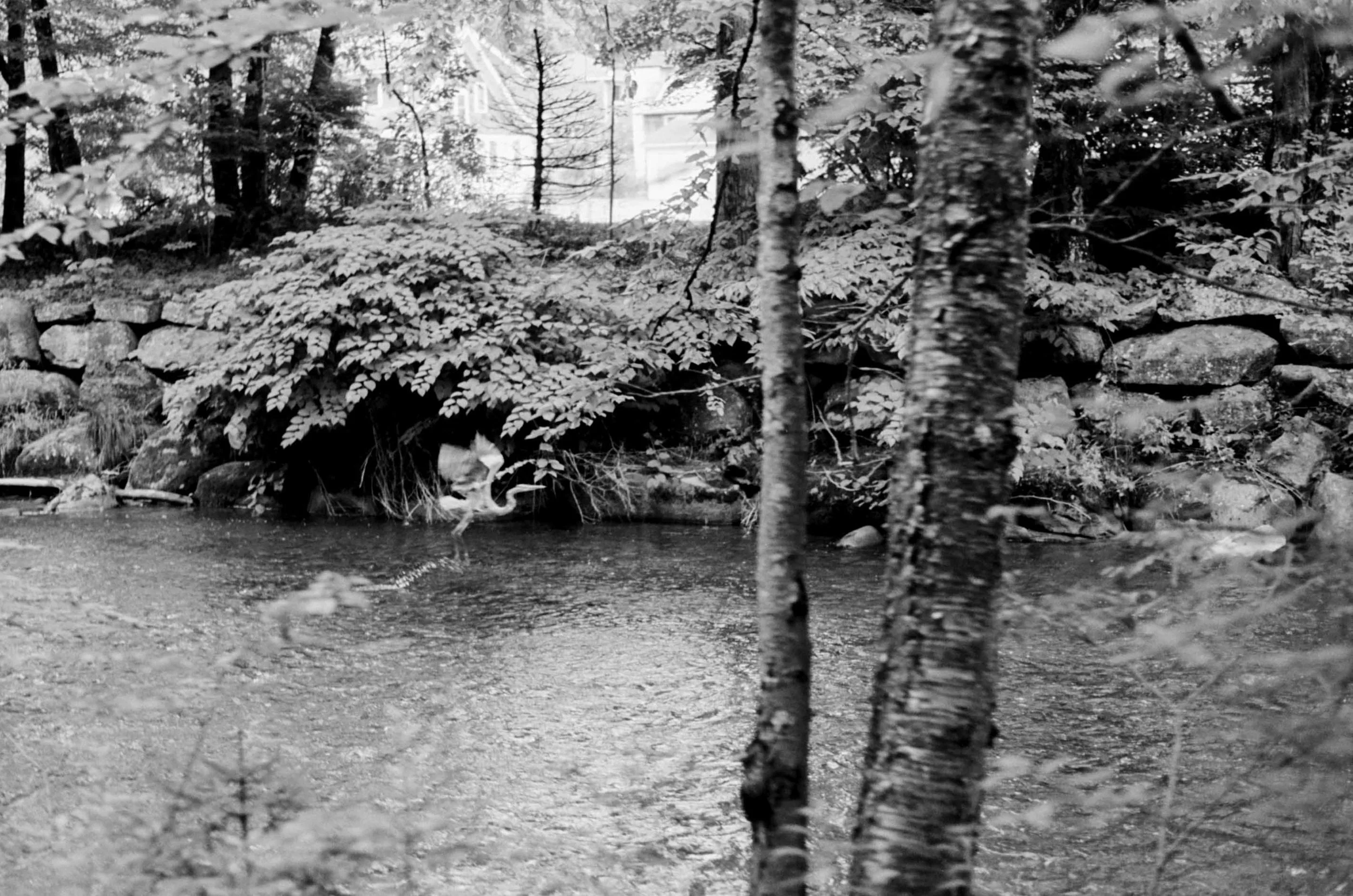 20240808_olympusOM2n_b&w_upstate_summer_023.jpg
