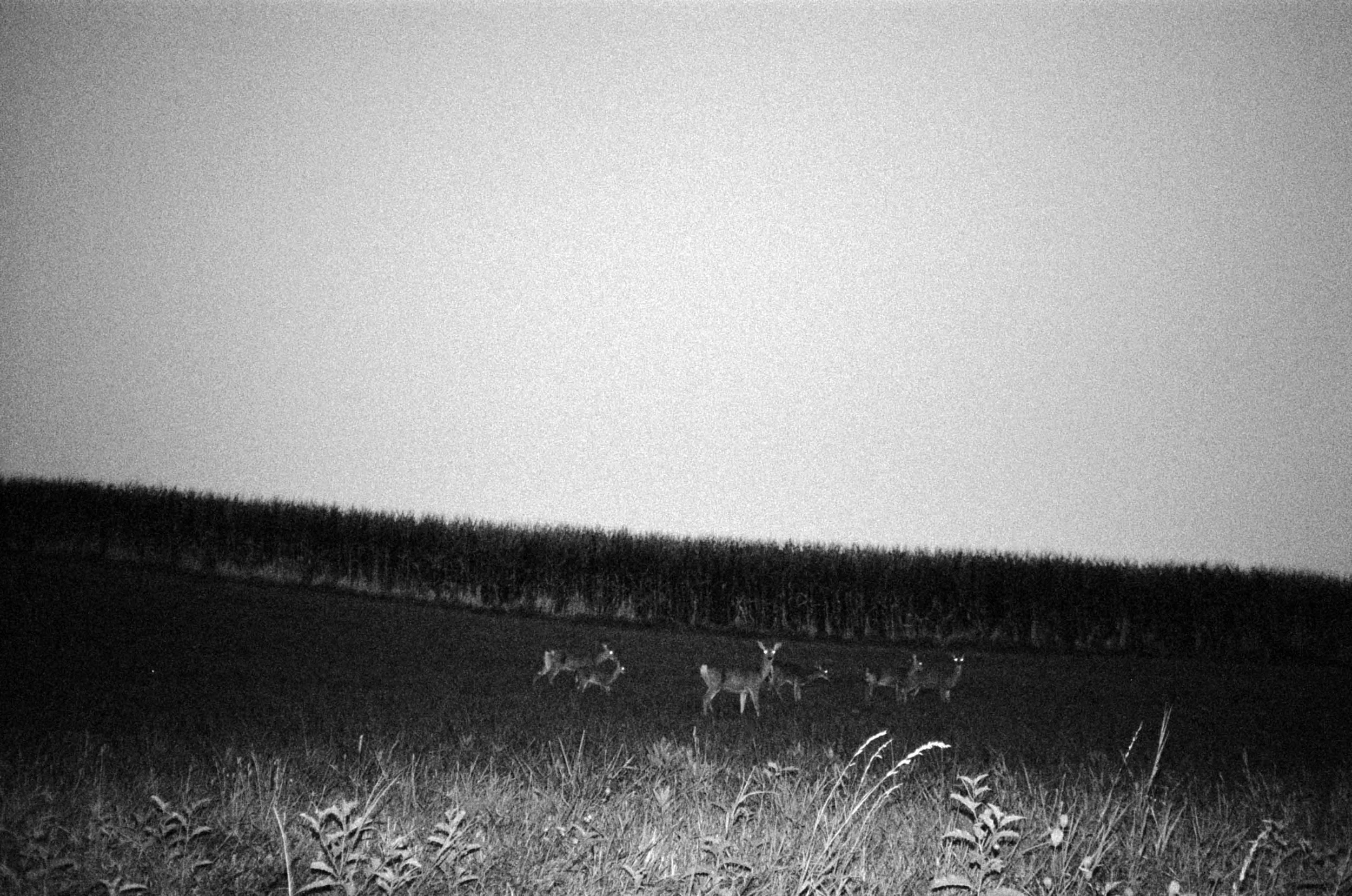 20250902_kodakS11XL_ilford3200_cows_deer_030.jpg
