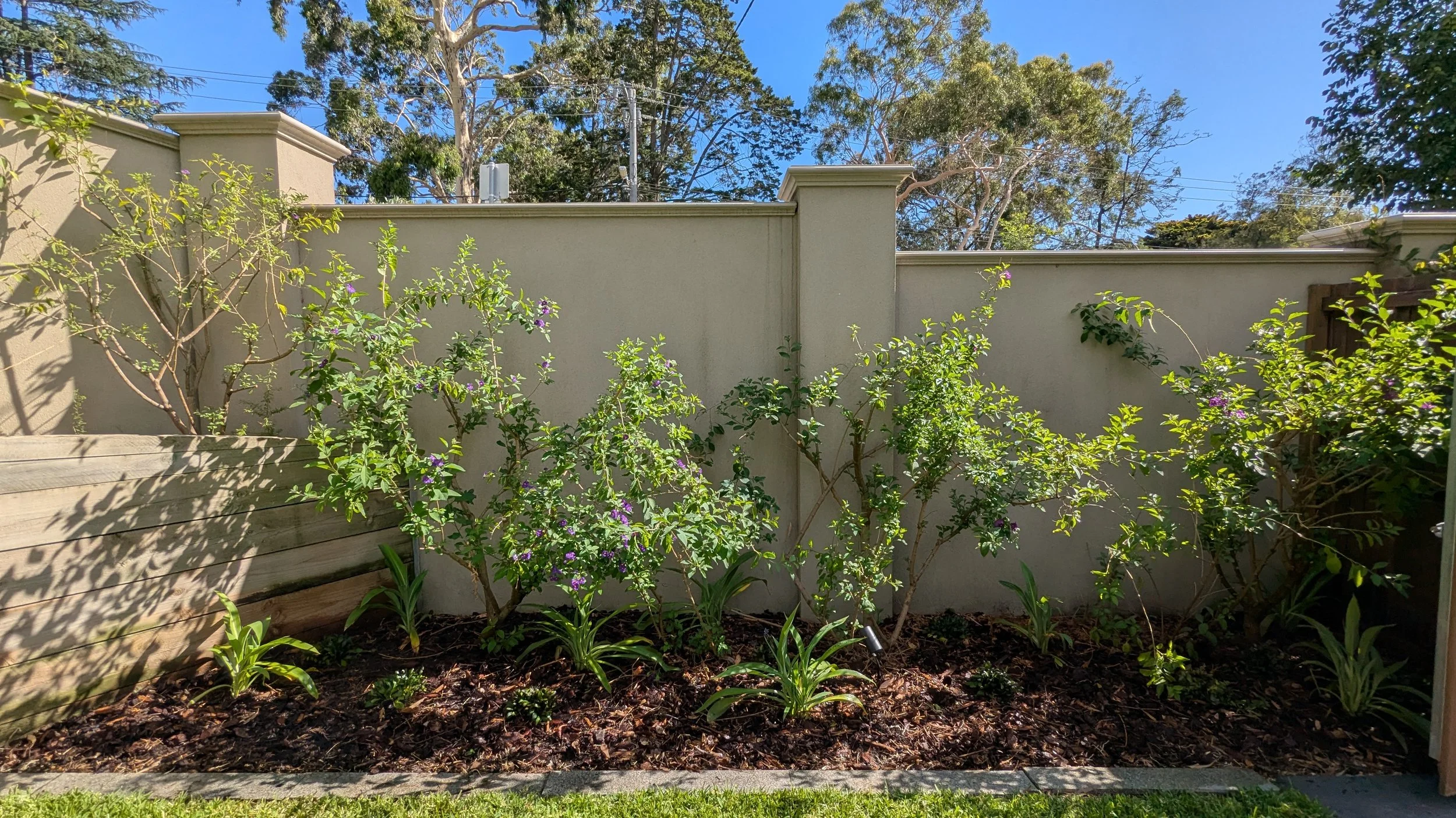 A garden with bushes and small plants in front of a beige wall, blue sky, tall trees, and a wooden fence on the right side.