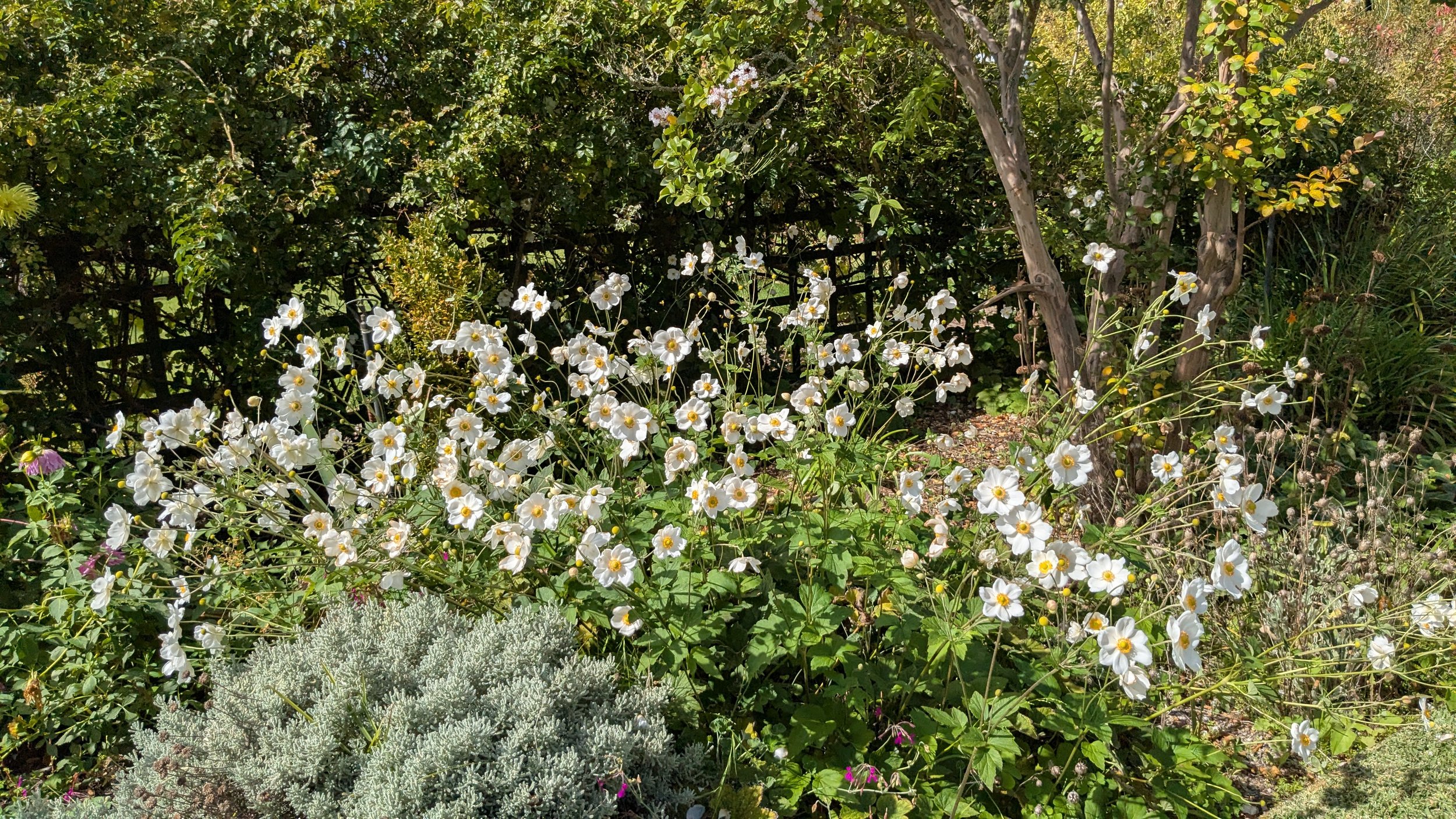 A garden with white flowers, green foliage, and a tree with a twisted trunk.