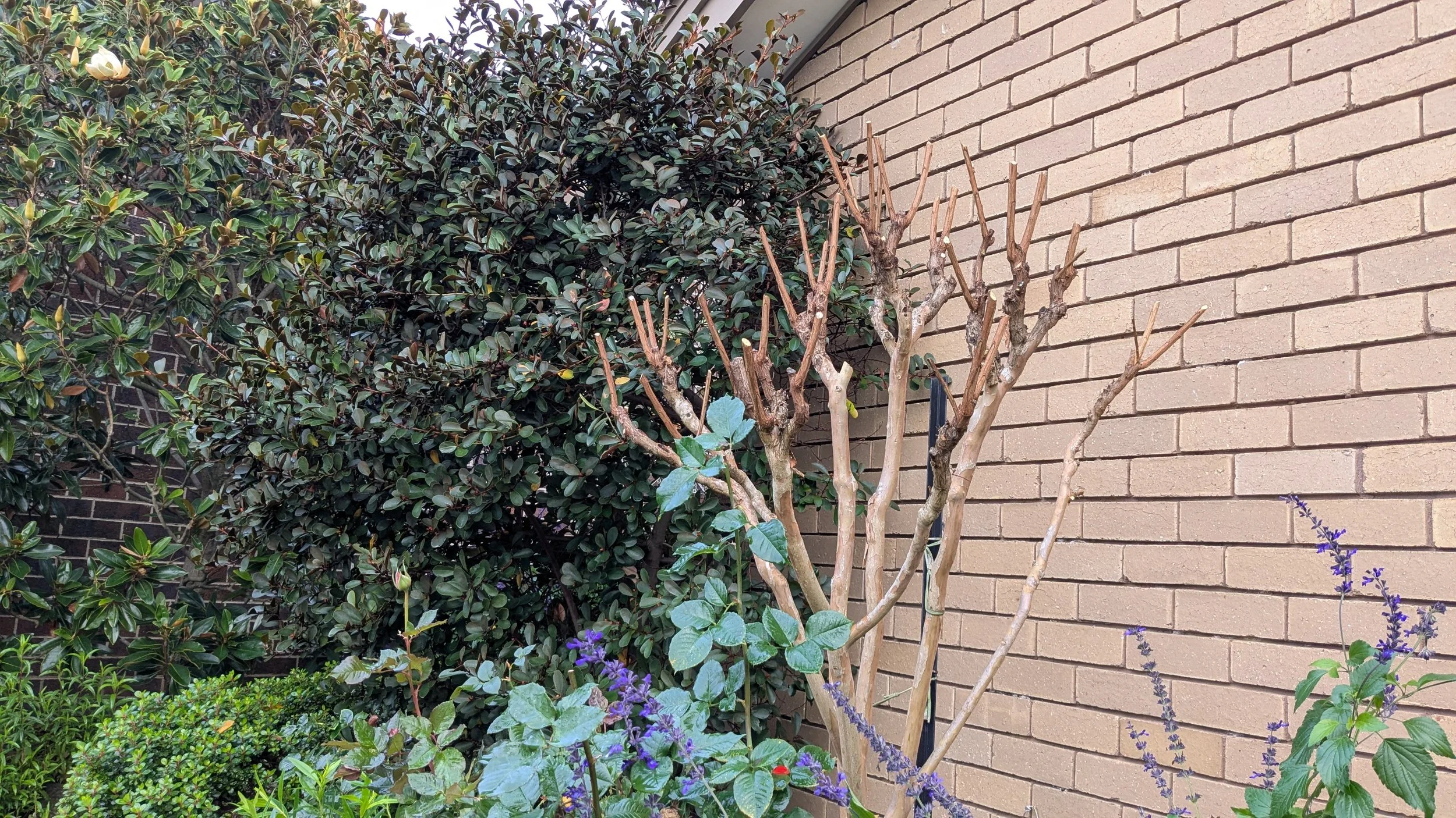 A decorative garden with a pruned tree, green leafy bushes, and purple flowering plants next to a beige brick wall.