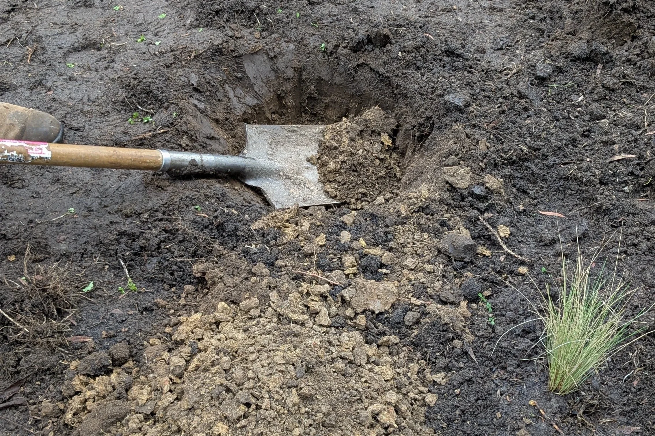 A garden shovel is placed in a freshly dug hole in dark soil with small green plants nearby.