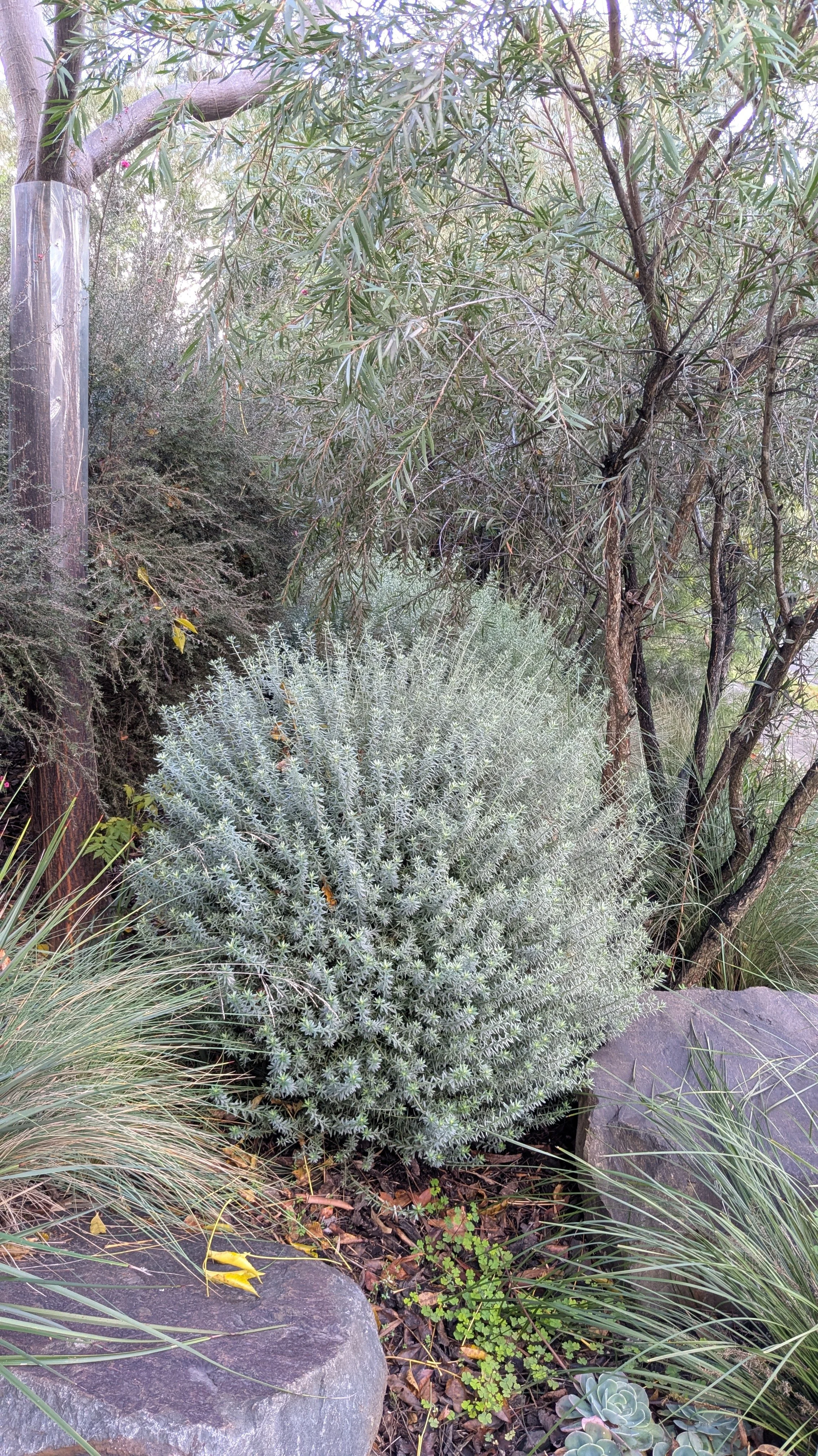 Various desert plants and shrubs, including a large, rounded, silvery-gray shrub, tall grasses, small succulents, and a tree with dark trunks and narrow leaves, surrounded by rocks and soil.