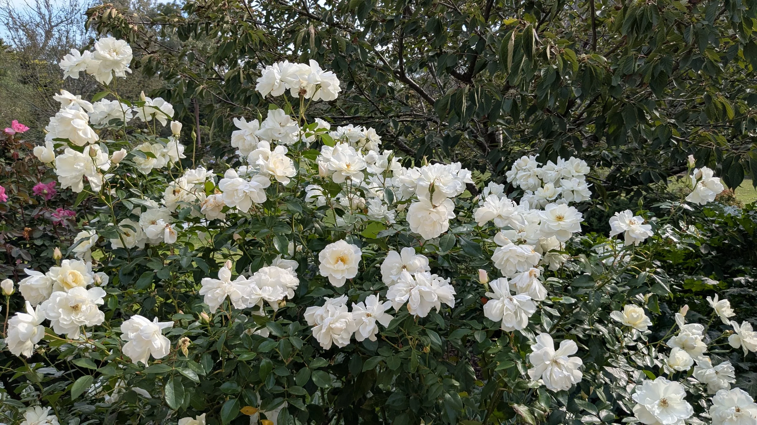 A garden bush with numerous white flowers and green leaves.
