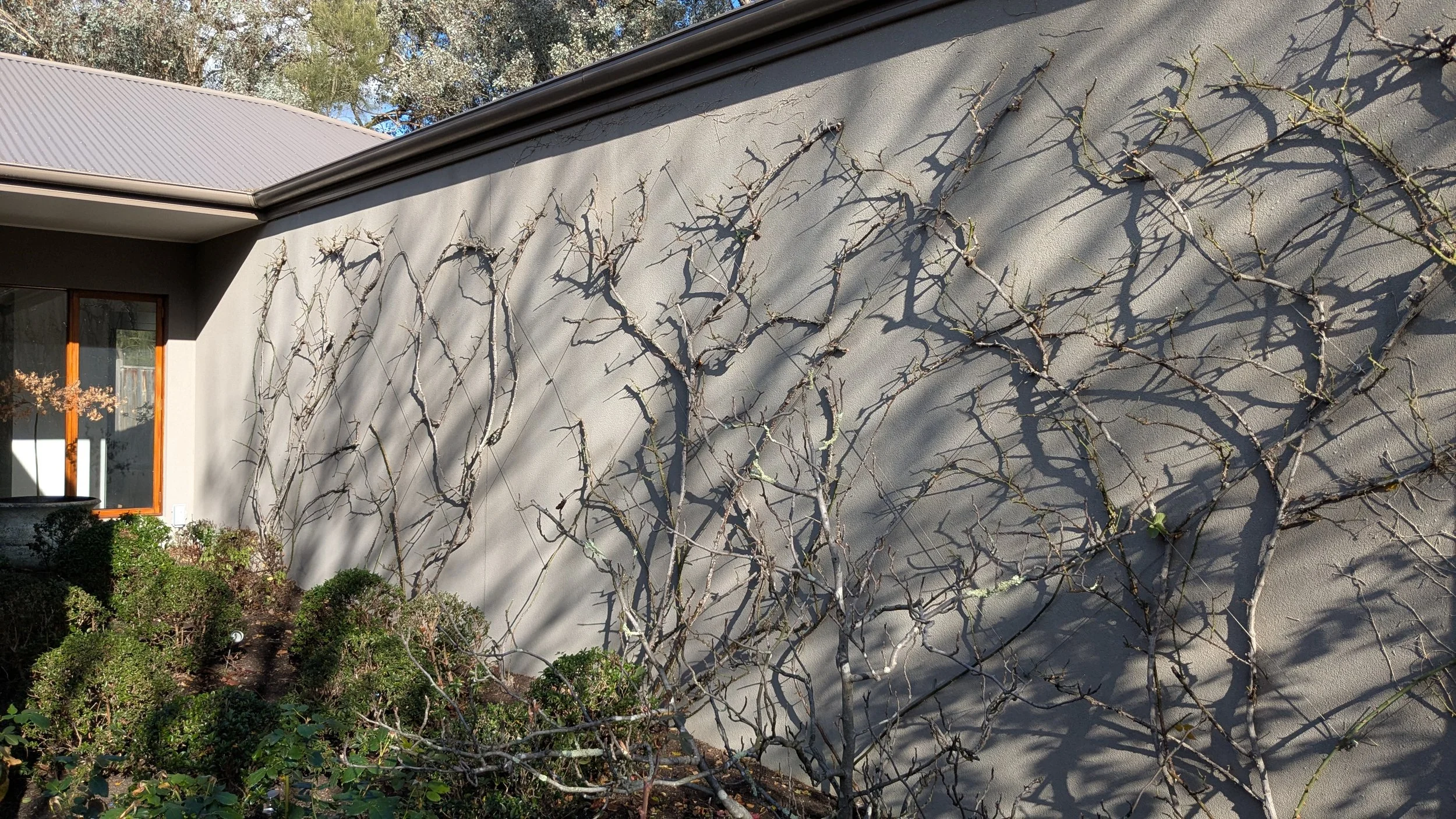 Vines growing on a beige exterior wall of a house, casting long shadows in sunlight. A window with a wooden frame and some bushes seen on the left side.